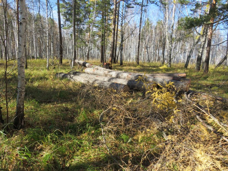 Полицейские доказали вину двух мужчин, причастных к незаконной вырубке леса на 78 млн рублей в Емельяновском районе Красноярского края