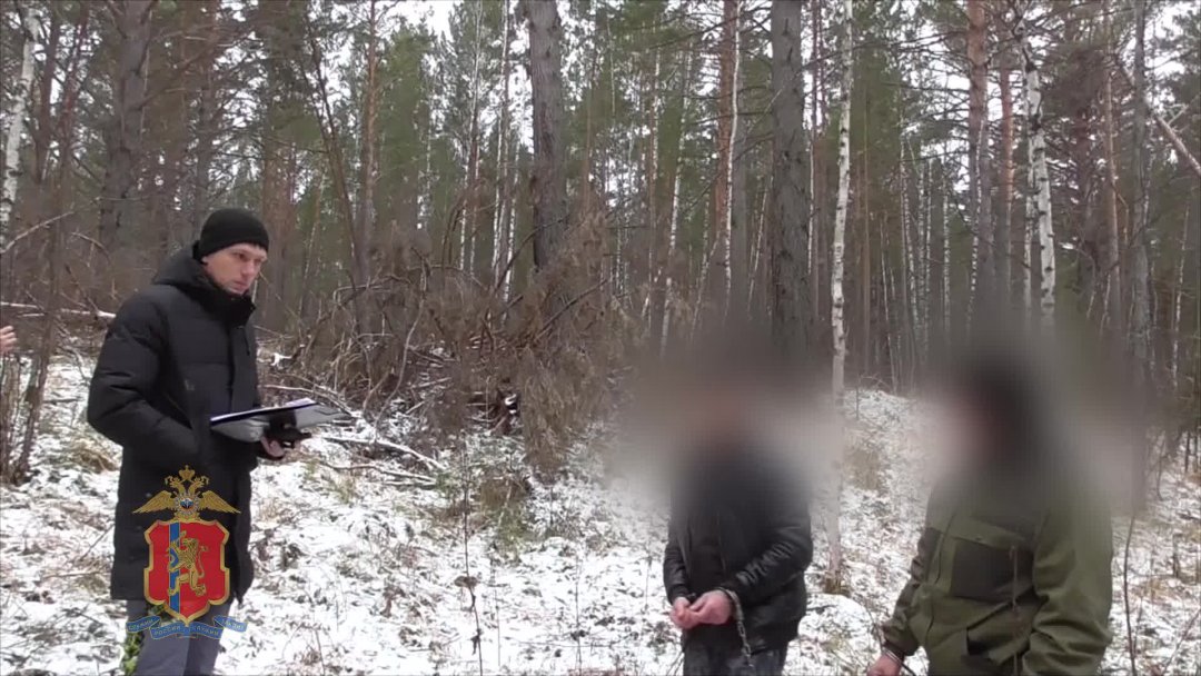 Полицейские доказали вину двух мужчин, причастных к незаконной вырубке леса на 78 млн рублей в Емельяновском районе Красноярского края