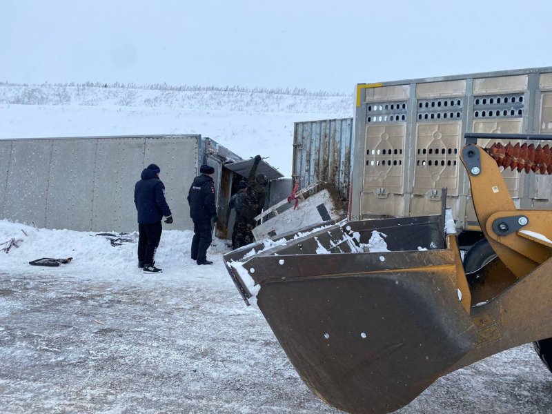 Полицейские в Емельяновском районе выясняют обстоятельства ДТП с участием двух фур, в результате которого погибли 35 коров